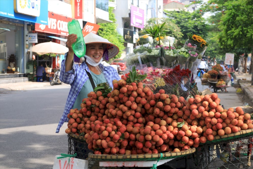 Vải thiều Thanh Hà 